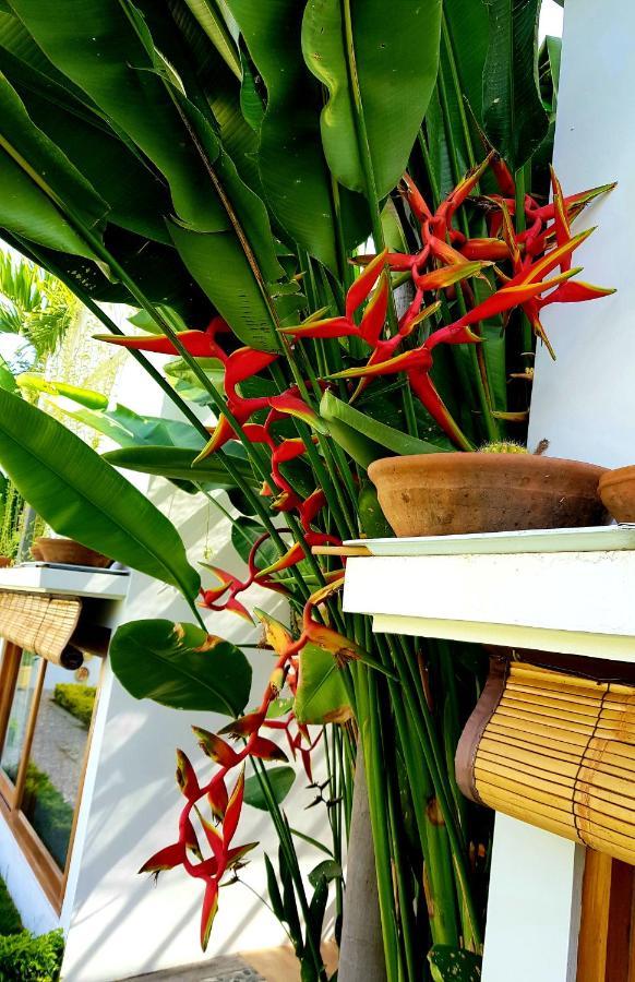 The Edicha Bed & Breakfast โลวินา ภายนอก รูปภาพ